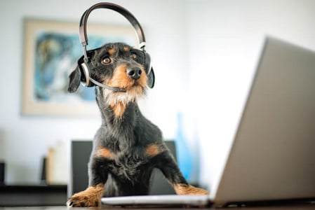 Hund mit Headset sitzt am Laptop und guckt sich die Service-Trends 2024 an